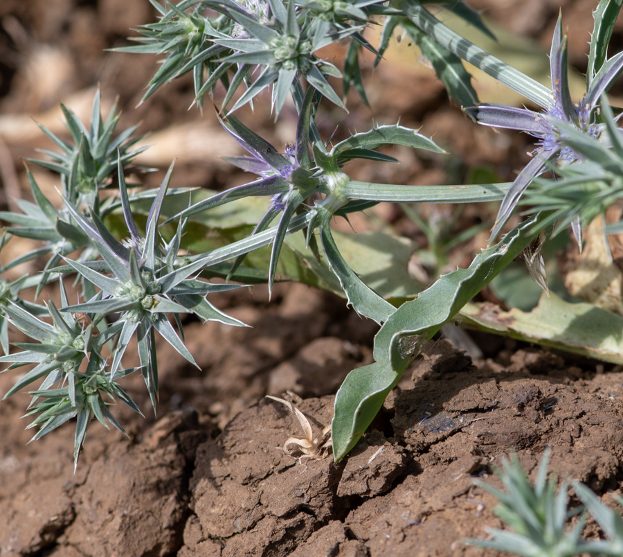 Image of Eryngium pusillum specimen.