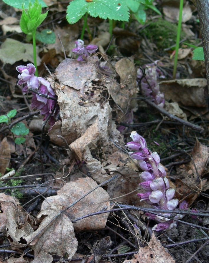 Image of Lathraea squamaria specimen.