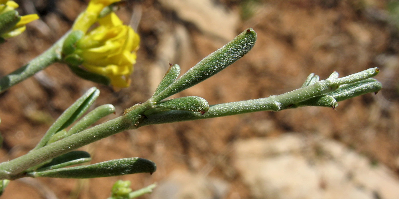 Image of Anthyllis hermanniae specimen.