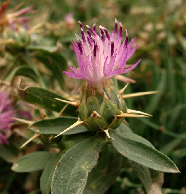 Изображение особи Centaurea iberica.