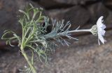 Rhodanthemum hosmariense