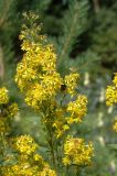 Solidago virgaurea