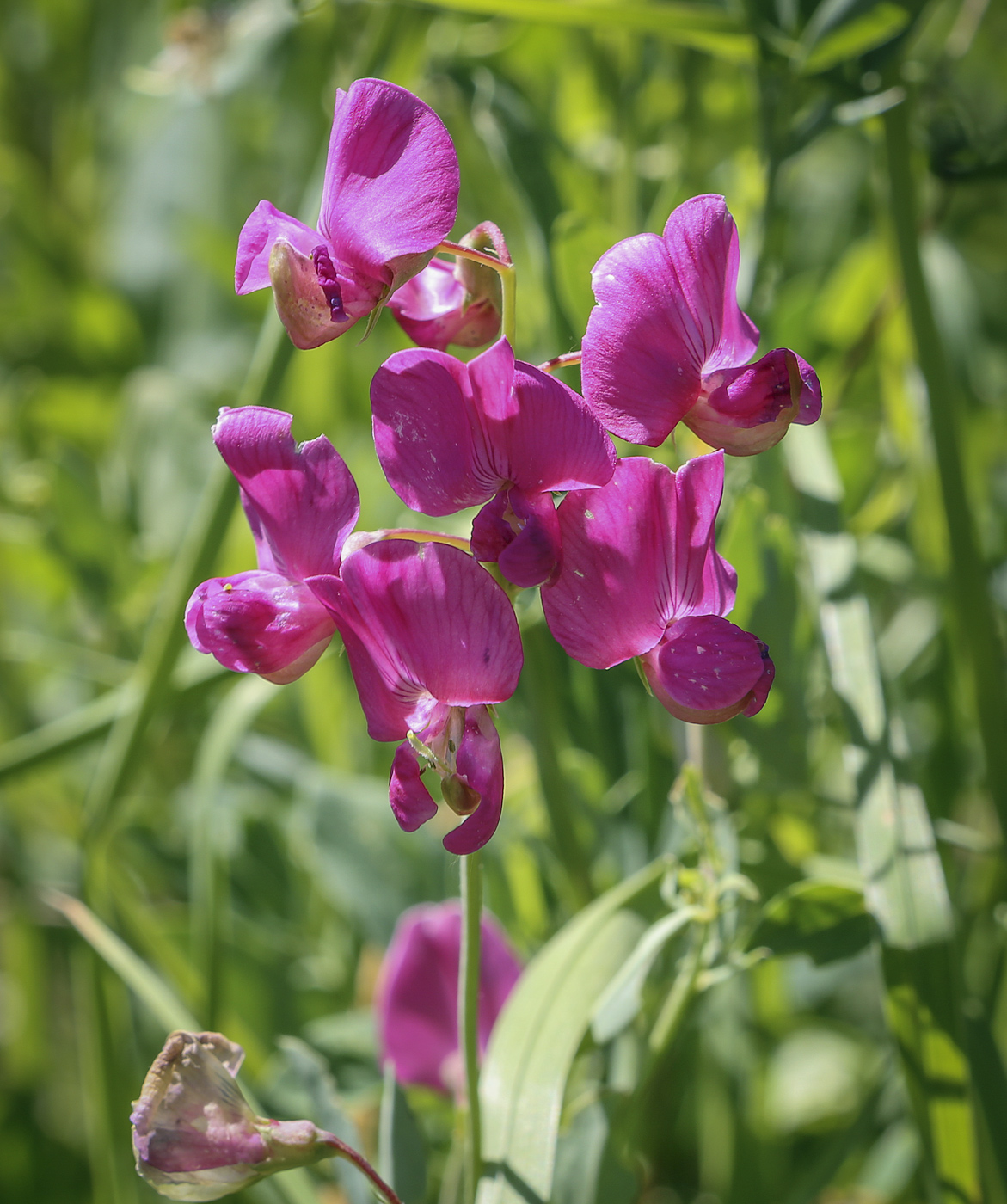 Изображение особи Lathyrus tuberosus.