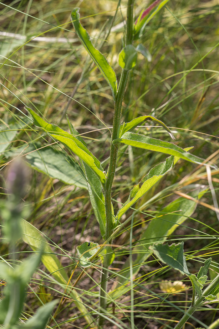 Image of Campanula rapunculus specimen.