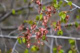 Ulmus laevis. Верхушка побега с соплодиями. Самарская обл., гор. округ Жигулёвск, с. Ширяево, берег пруда. 02.05.2021.