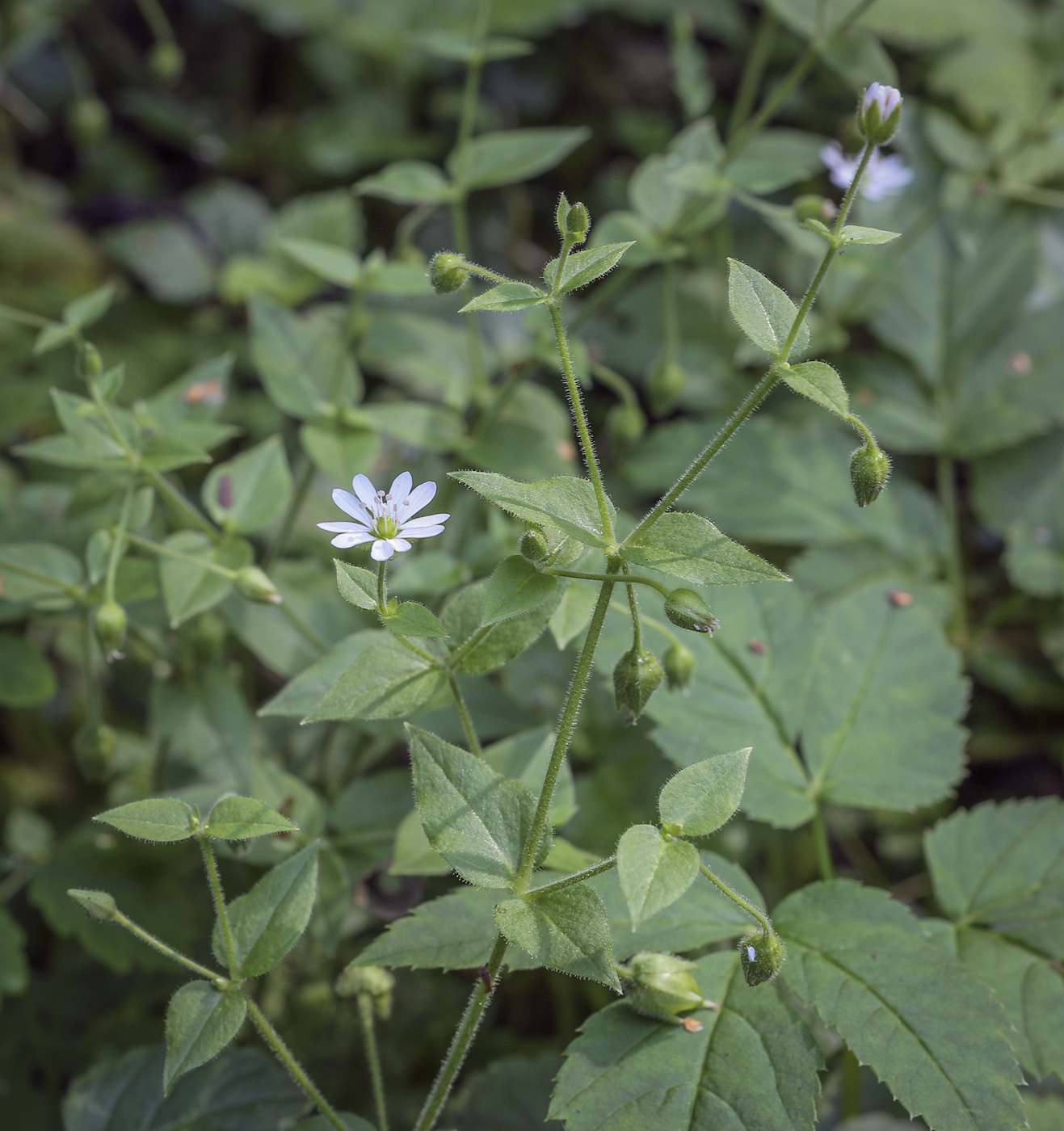 Изображение особи Myosoton aquaticum.