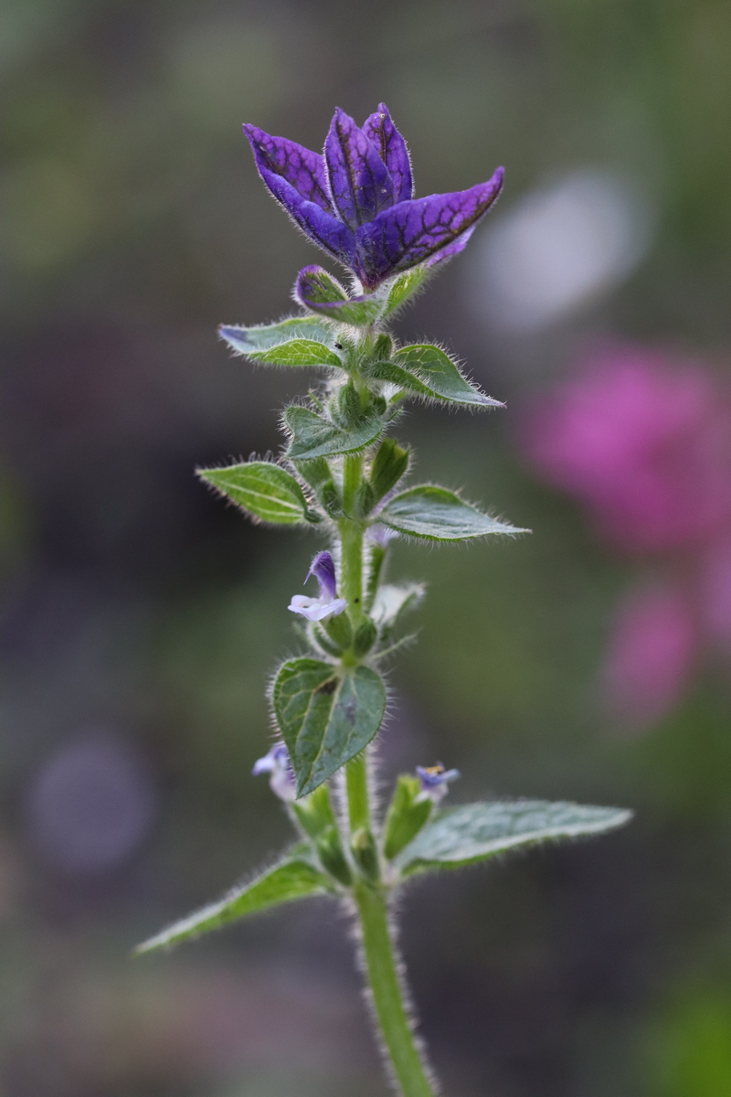 Image of Salvia viridis specimen.