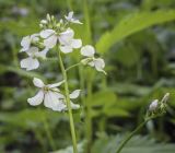 Hesperis sibirica. Верхушка цветущего растения (гипохромная форма). Владимирская обл., г. Александров, разнотравный луг. 18.06.2022.