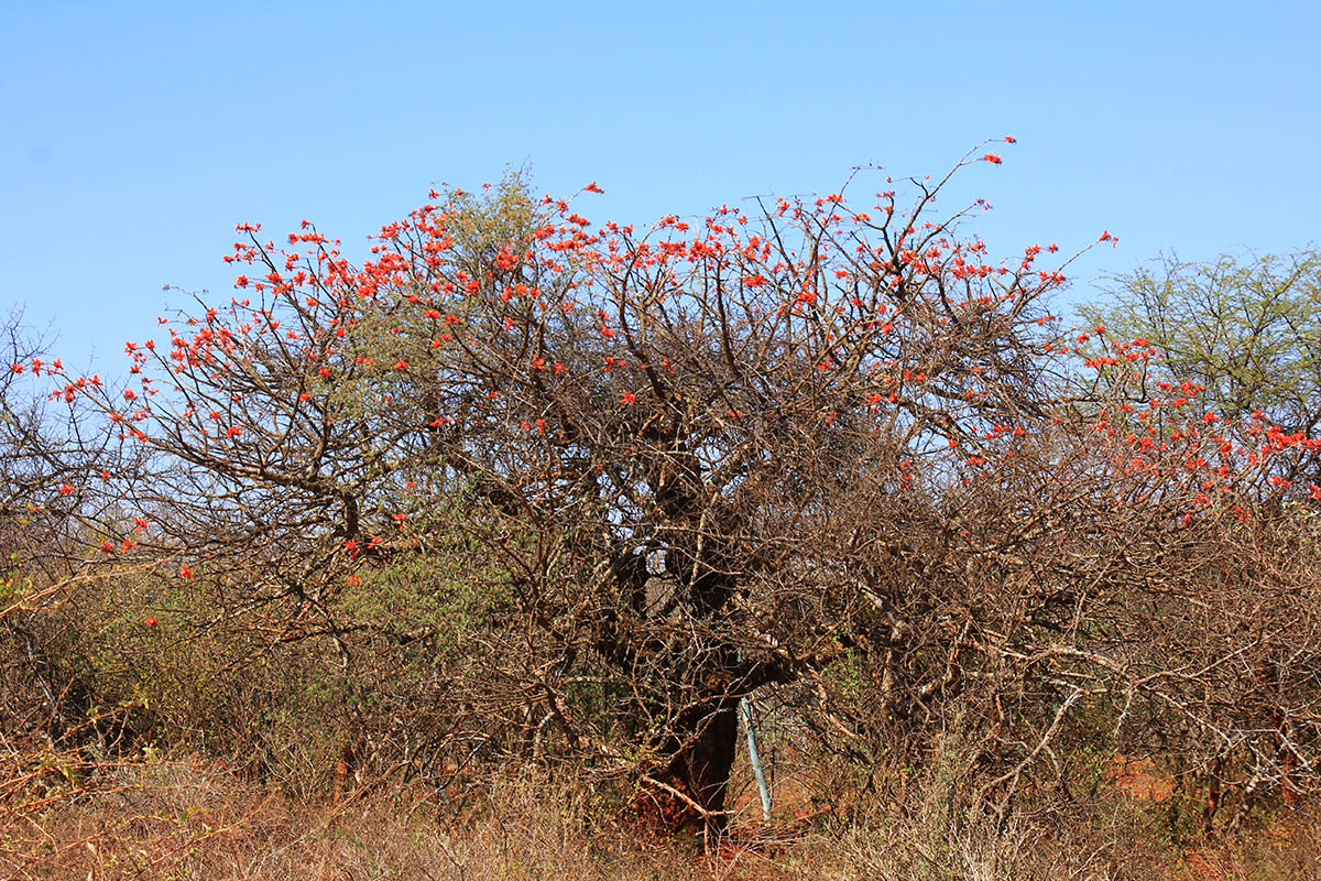 Изображение особи Erythrina lysistemon.