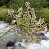 Heracleum ponticum. Верхушка побега с соцветием (вид со стороны обёртки). Карачаево-Черкесия, Урупский р-н, Кавказский биосферный заповедник, Имеретинское ущелье, ≈ 1900 м н.у.м., правый берег р. Имеретинка (в среднем течении). 26.07.2022.