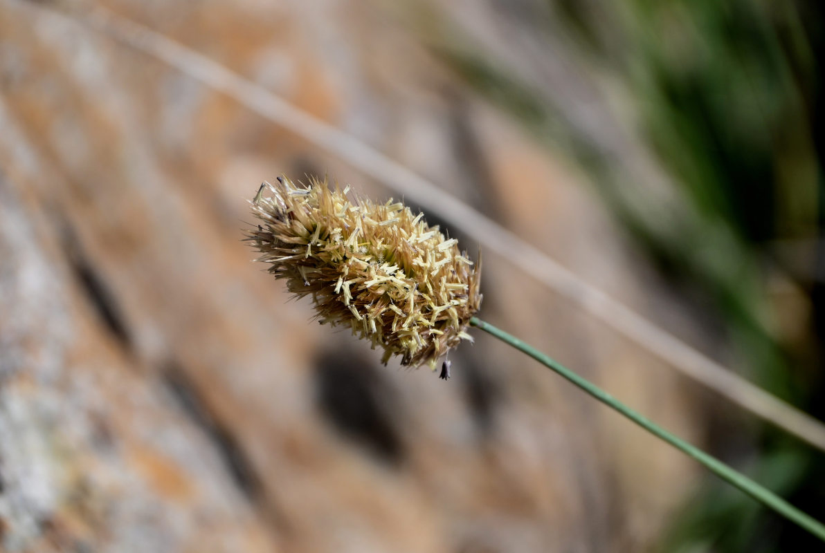 Image of Calamagrostis anthoxanthoides specimen.