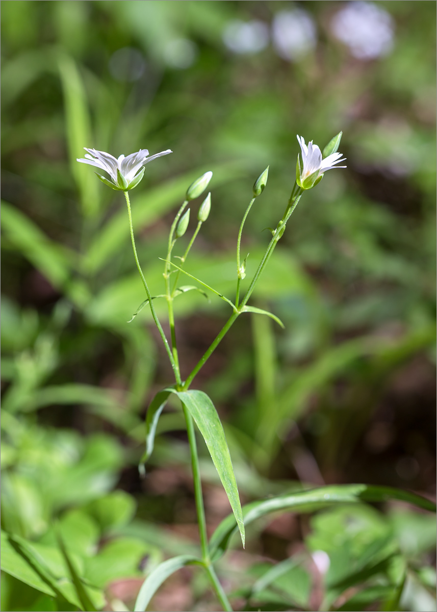 Image of Stellaria holostea specimen.