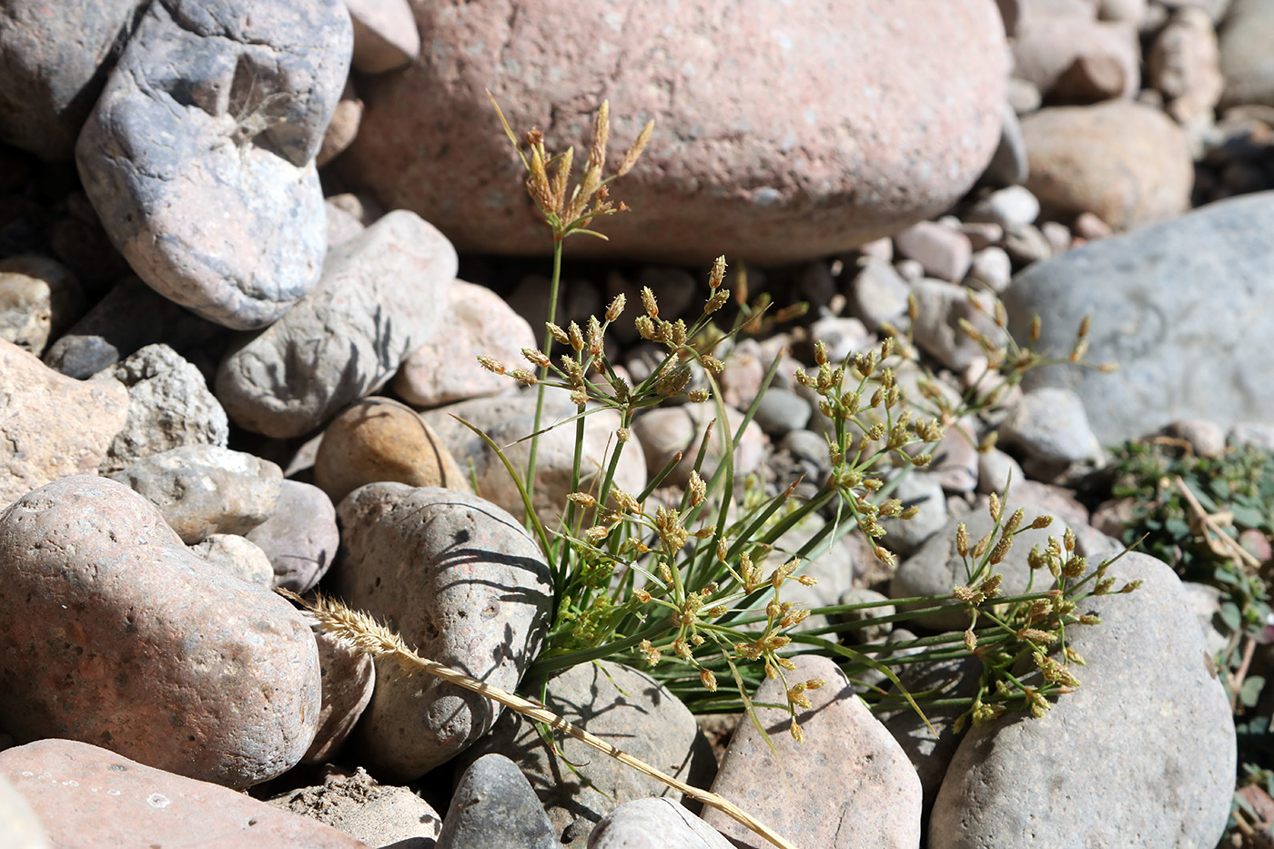 Image of Fimbristylis dichotoma specimen.