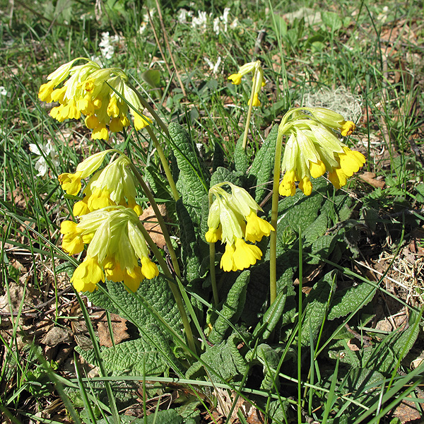 Image of Primula macrocalyx specimen.