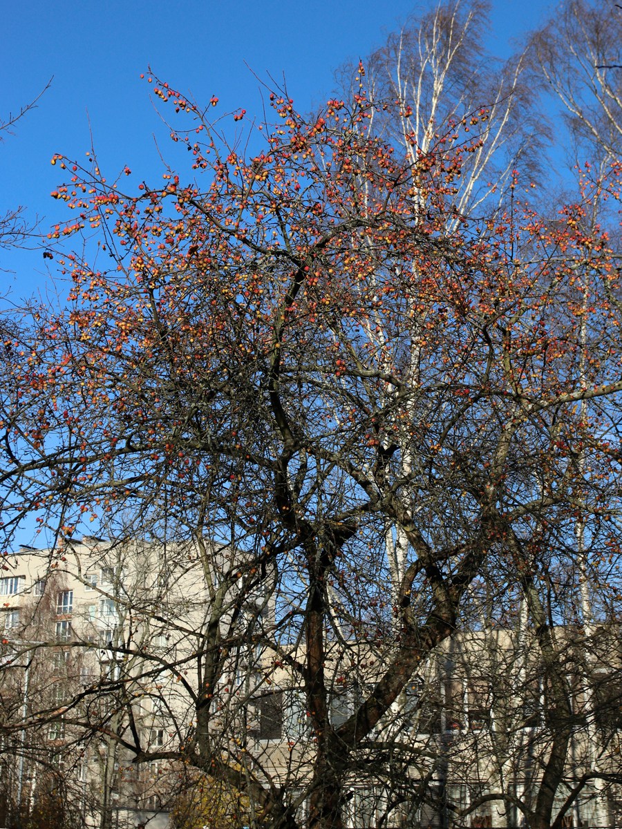 Image of Malus prunifolia specimen.