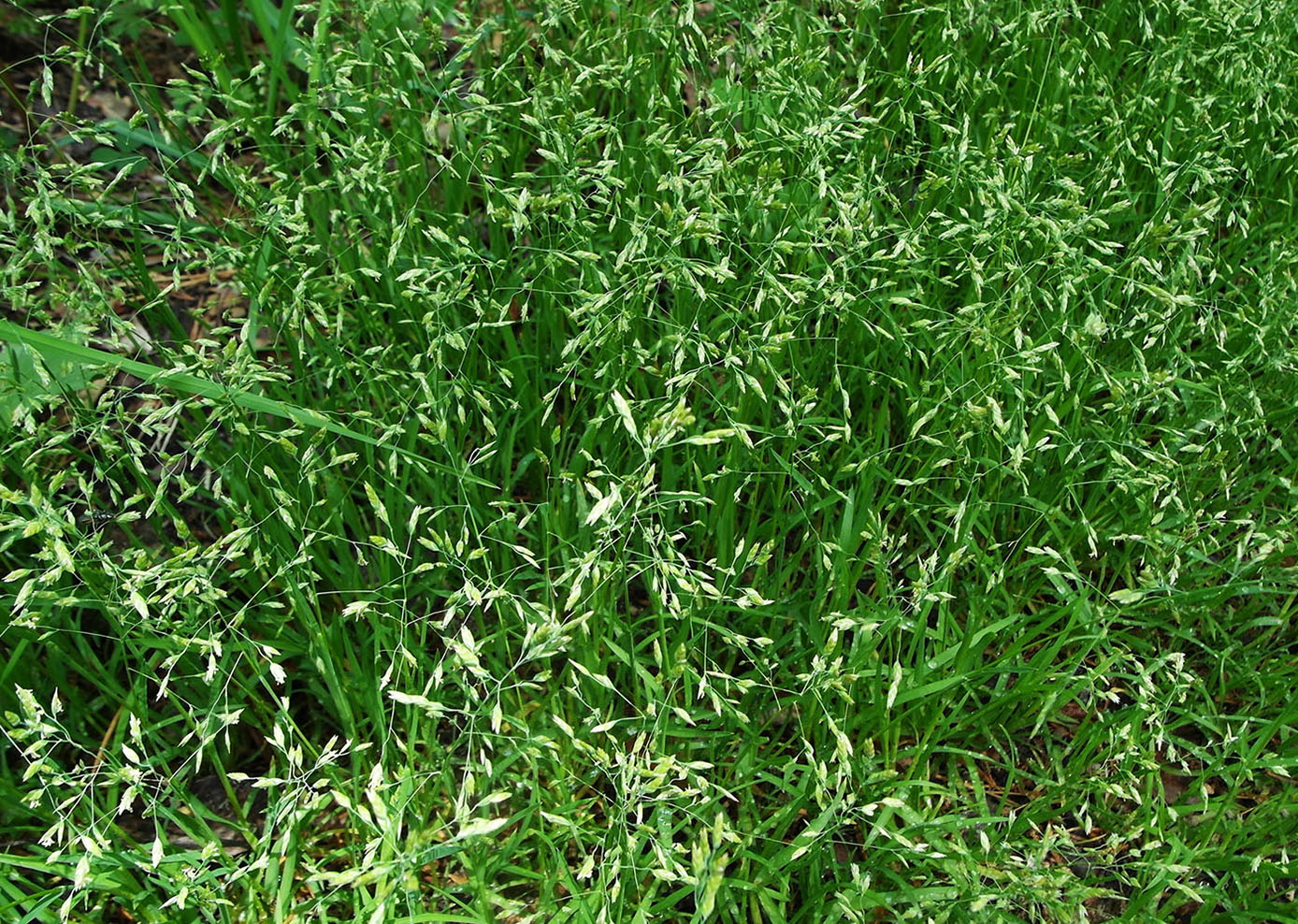 Image of genus Poa specimen.