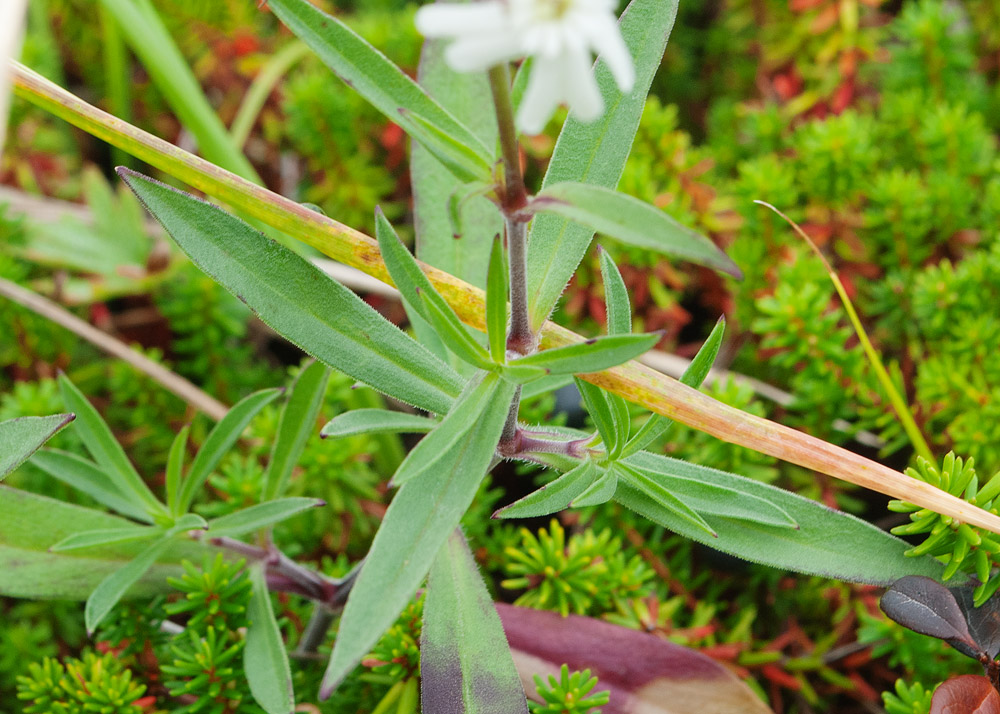 Изображение особи Silene amoena.