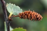 Betula × alpestris. Соплодие. Мурманск, г. Горелая, верхняя граница лесотундры. 08.08.2010.