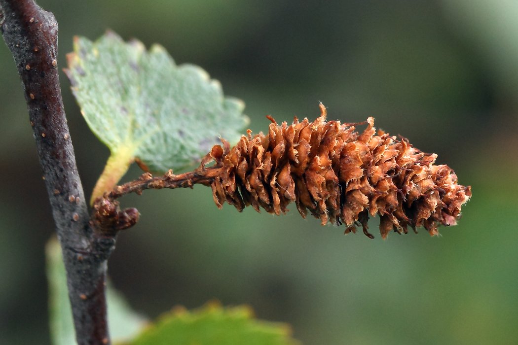 Image of Betula &times; alpestris specimen.