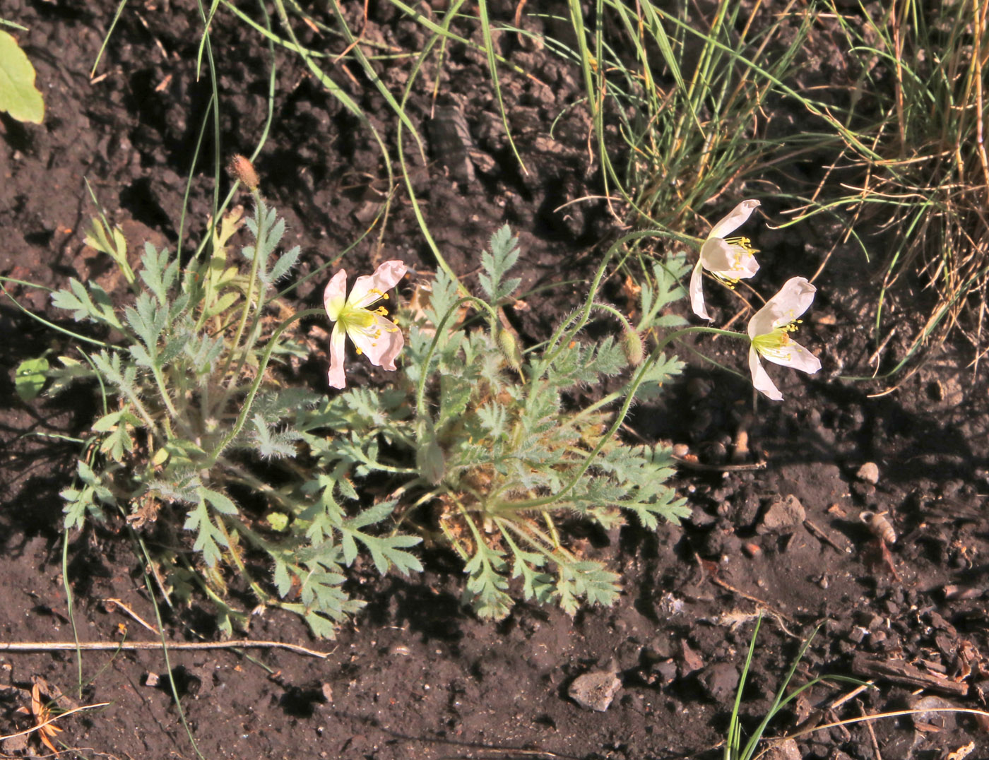 Изображение особи Papaver alboroseum.