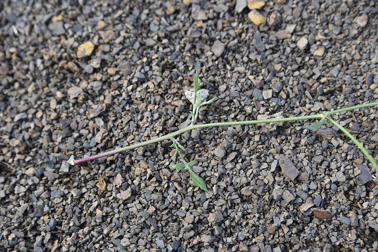 Изображение особи семейство Asteraceae.