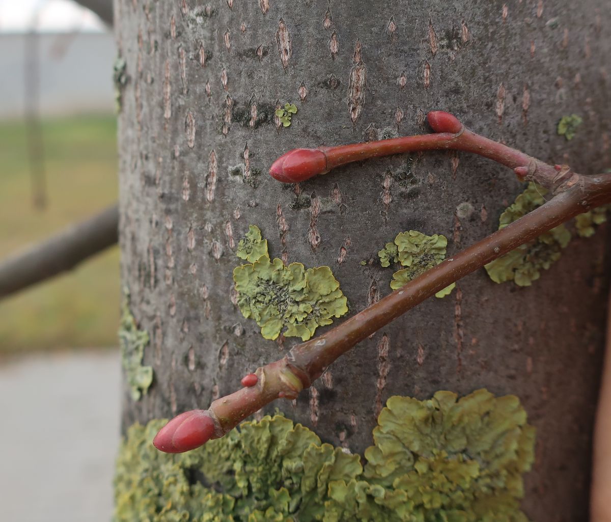 Image of genus Tilia specimen.