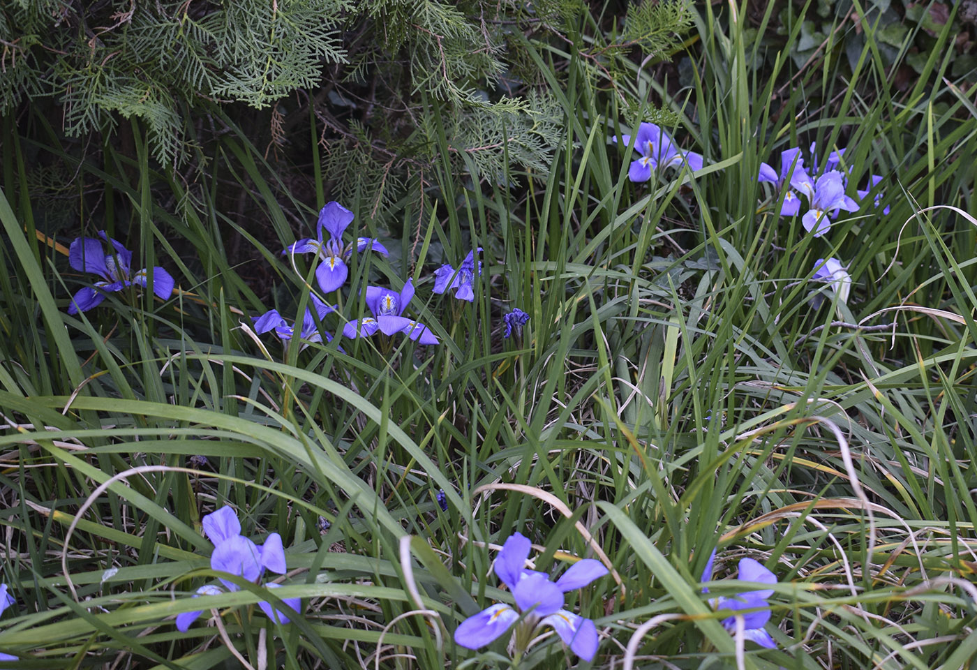 Image of Iris unguicularis specimen.