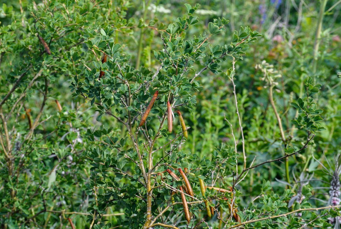 Image of Caragana frutex specimen.