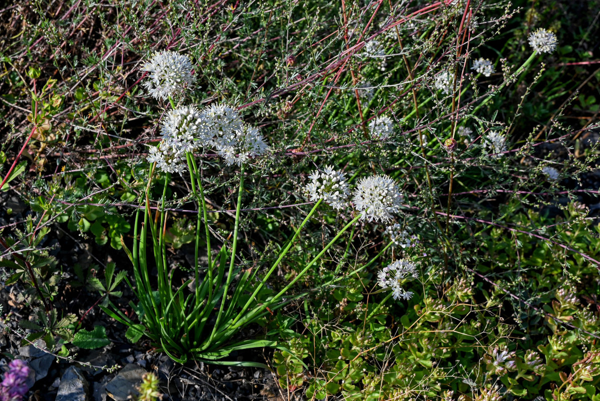 Изображение особи Allium denudatum.