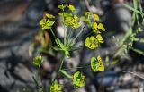 genus Euphorbia. Верхушка побега с соплодиями. Красноярский край, Шушенский р-н, берег р. Енисей в окр. устья р. Голубая, прибрежный галечник. 10.06.2022.