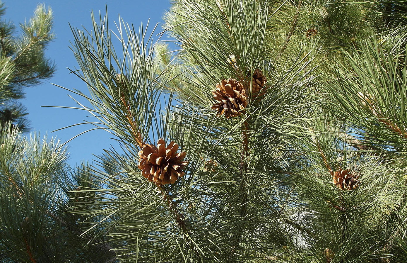 Изображение особи Pinus pallasiana.