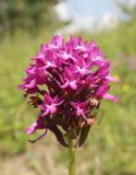 Anacamptis pyramidalis. Соцветие. Крым, Долгоруковская яйла, лугово-степной склон. 15 июля 2023 г.