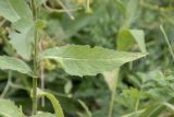 Смотреть изображение Centaurea abnormis