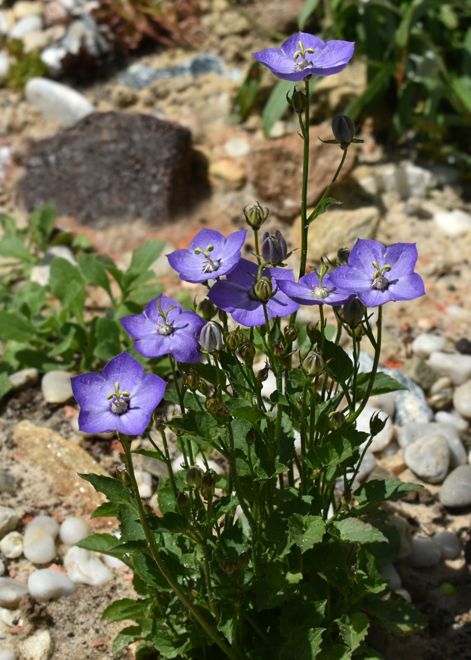 Изображение особи Campanula carpatica.