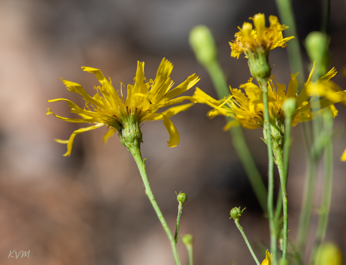 Изображение особи род Hieracium.