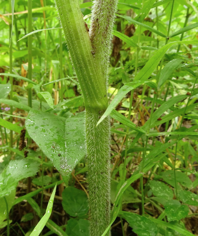 Image of Chaerophyllum aromaticum specimen.