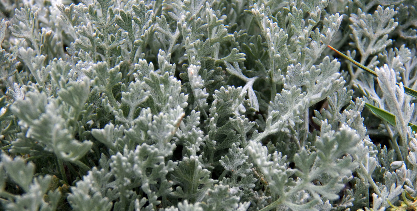 Image of genus Artemisia specimen.