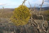 Viscum album. Плодоносящее растение в кроне старого Crataegus pentagyna. Краснодарский край, м/о г. Новороссийск, склон горы Херсонка, остепнённый луг с одиночными деревьями боярышника. 11.11.2023.