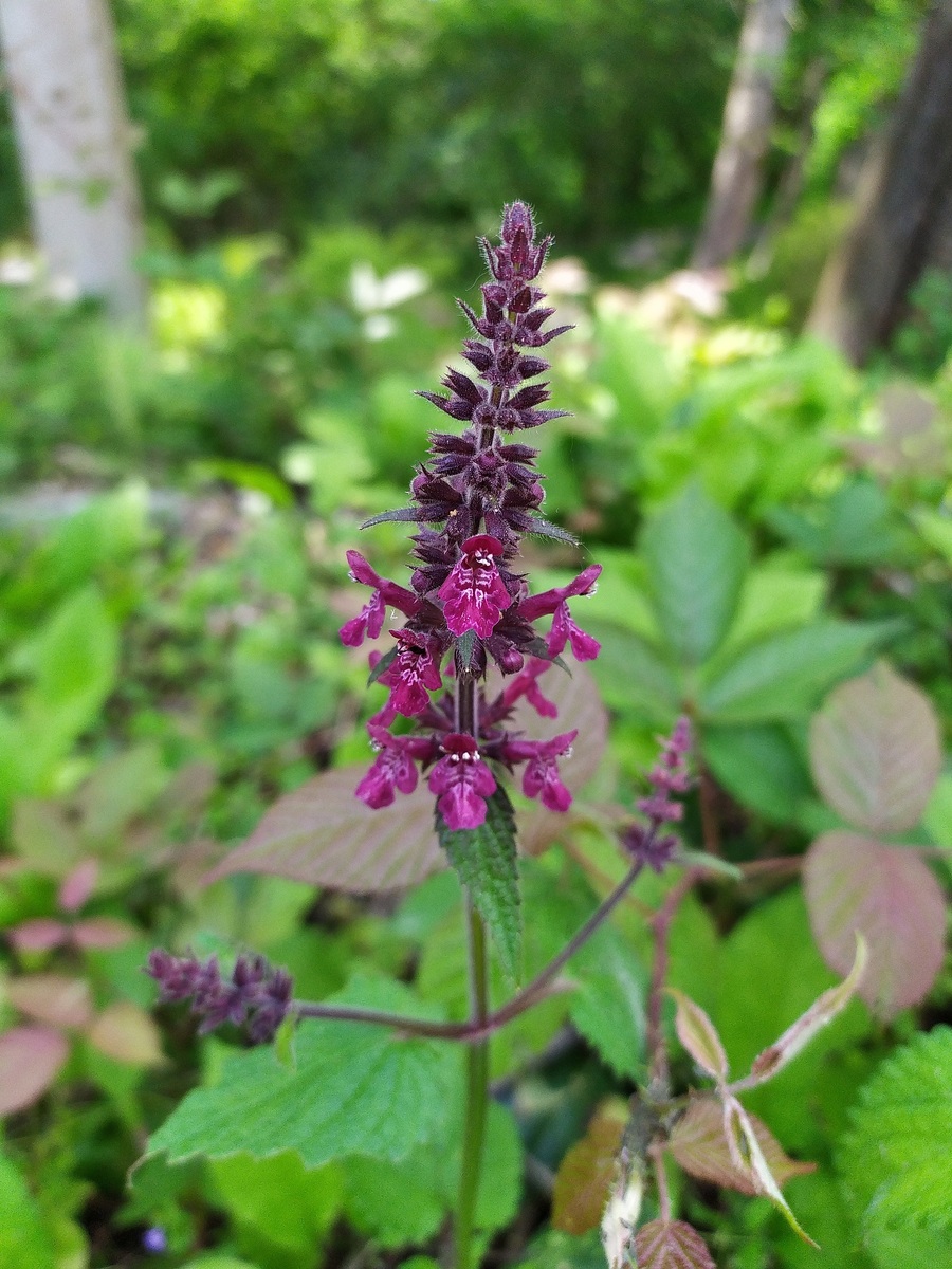 Image of Stachys sylvatica specimen.