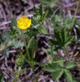 Potentilla thuringiaca. Цветок. Пермский край, Кунгурский р-н, окр. дер. Дейково, окр. ур. Греховская гора, пастбище. 21.05.2023.