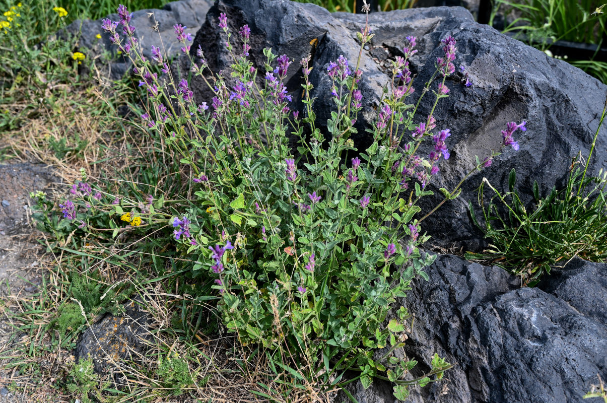 Изображение особи Nepeta mussinii.