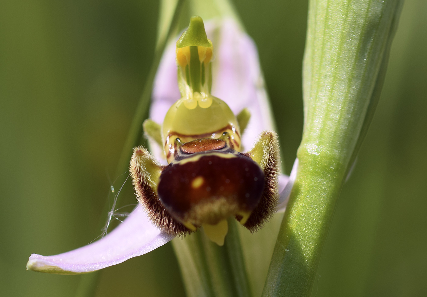 Изображение особи Ophrys apifera.