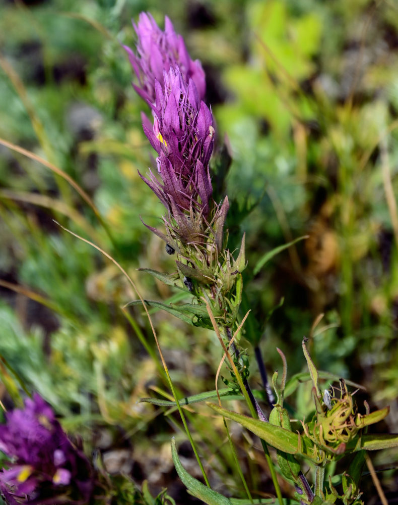 Изображение особи Melampyrum arvense.