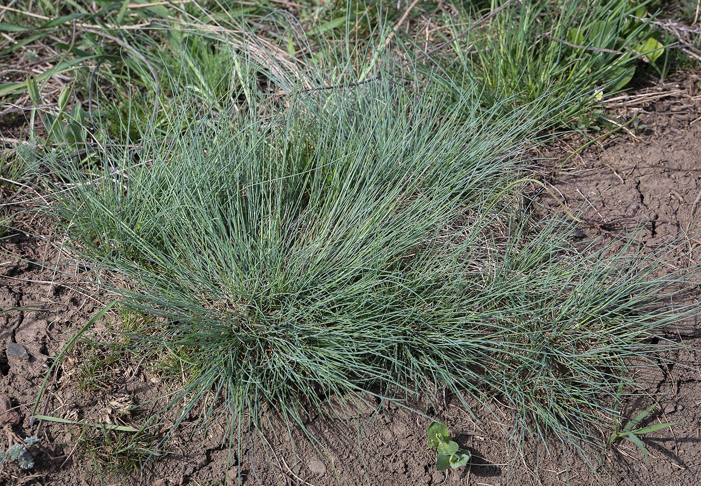 Image of genus Festuca specimen.