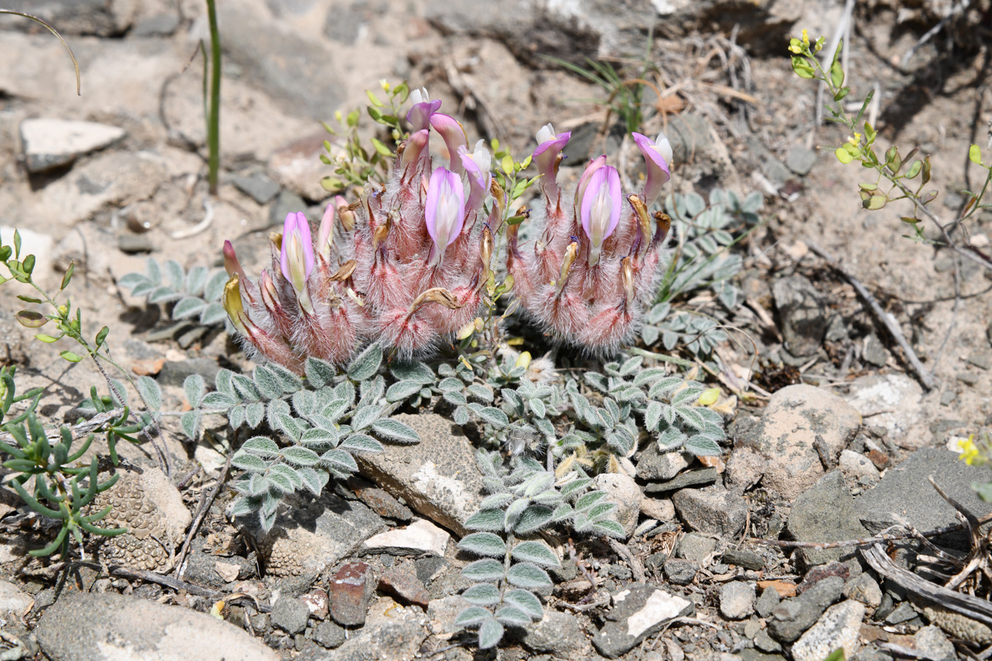 Изображение особи Astragalus chaetodon.