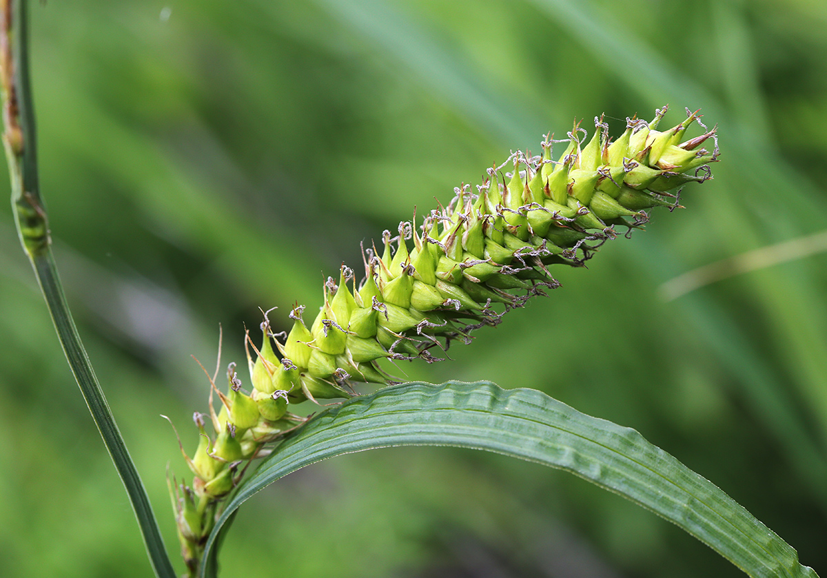 Image of Carex atherodes specimen.