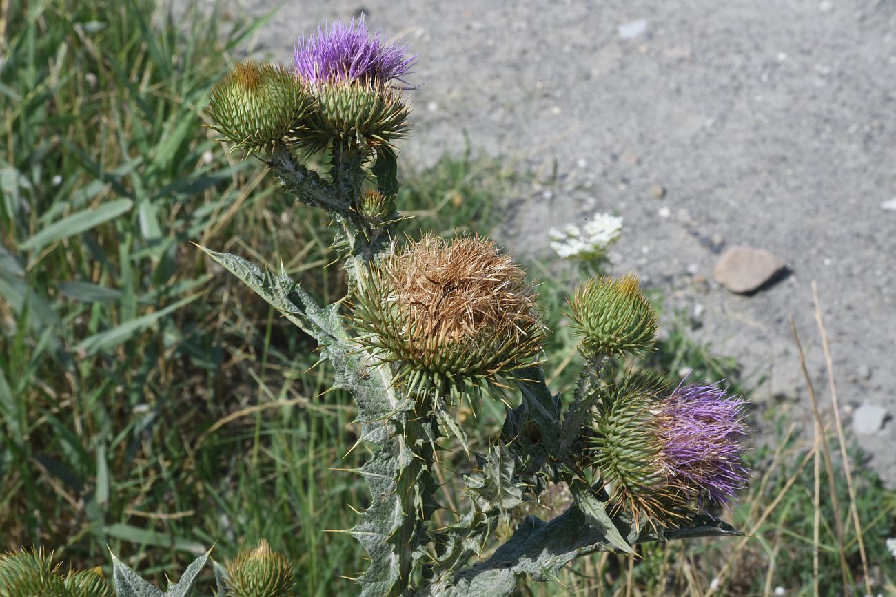 Image of Onopordum acanthium specimen.