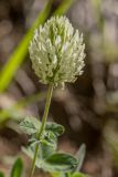 Trifolium canescens. Соцветие. Карачаево-Черкесия, Карачаевский р-н, дол. р. Кичи-Муруджу, ≈ 1850 м н.у.м., каменистый склон. 22.06.2024.