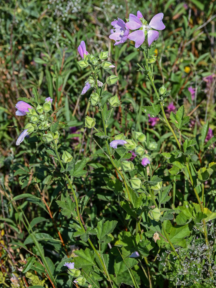 Image of Malva thuringiaca specimen.