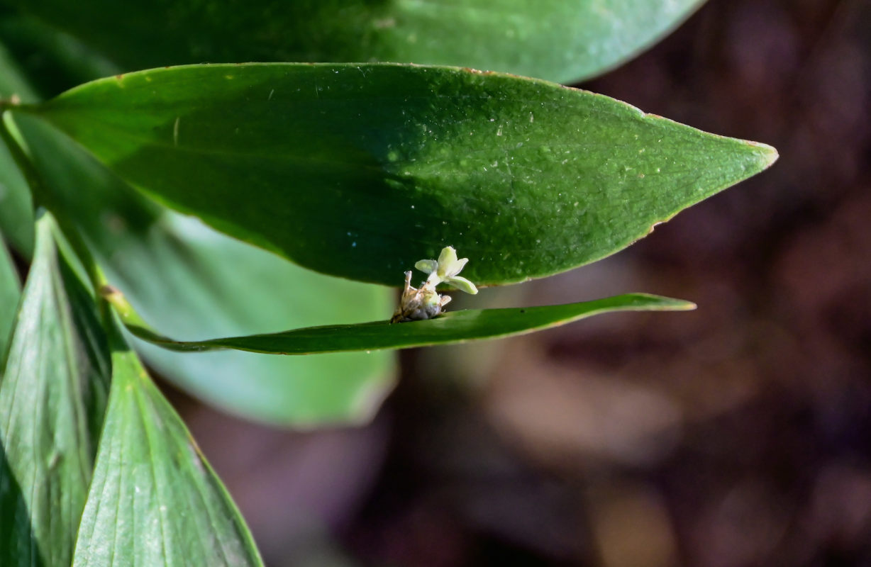 Image of Ruscus colchicus specimen.